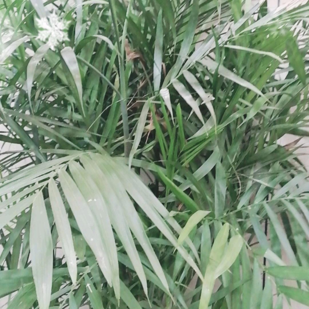 vggg