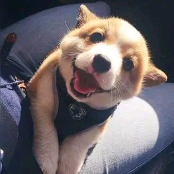 李油多
