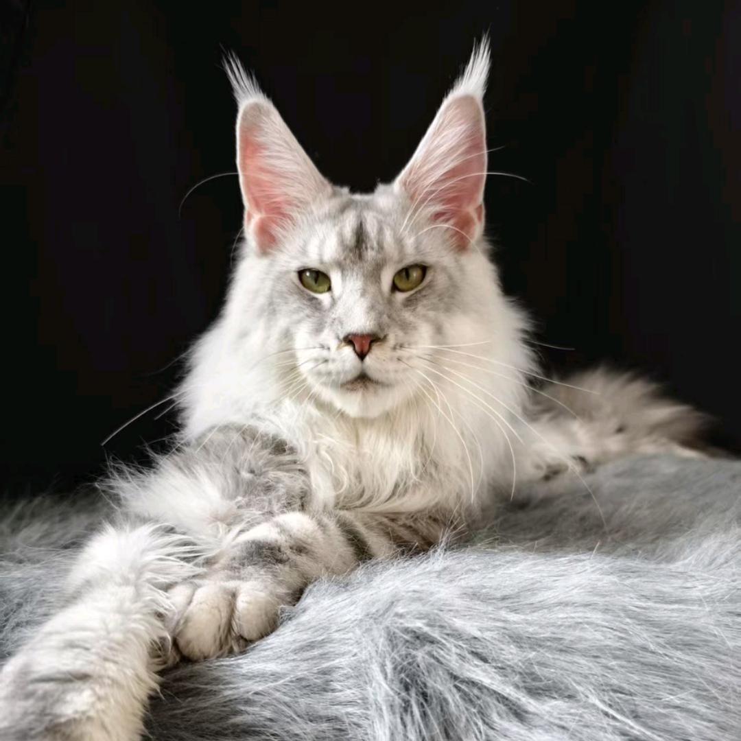 赤峰缅因猫舍