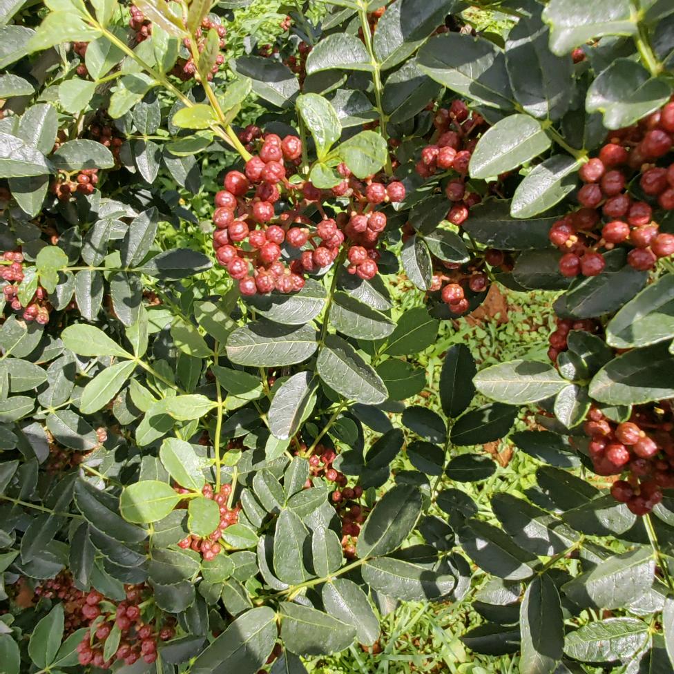 二椒村（村长）