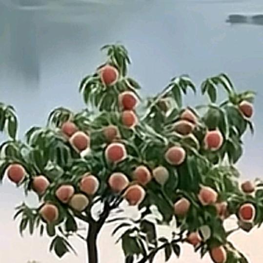 🍎🍎🍎