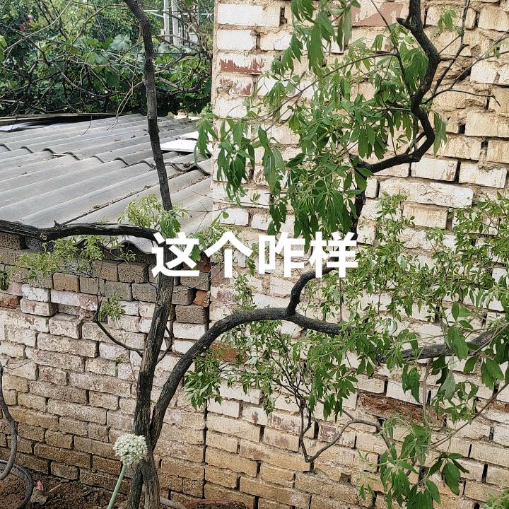 生哥盆景，黄荆老桩，黄栌，奇石