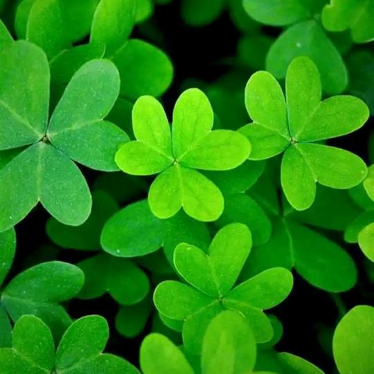 四季🍀🍀安然🍁🍁🍃！