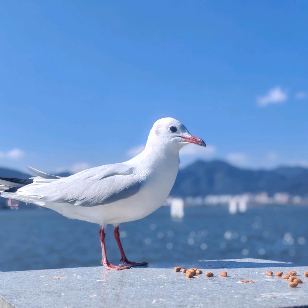 夏之鸥