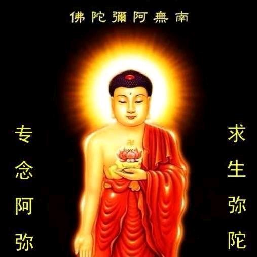 菩提花开了
