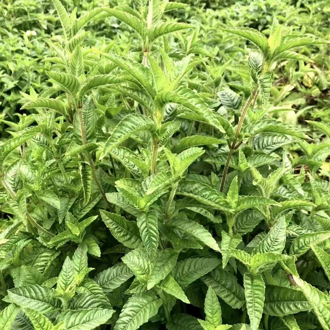 武平江龙农业仙草