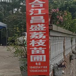 合江昌盛荔枝苗圃