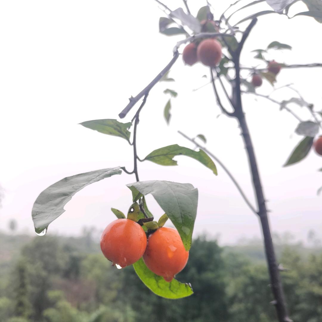 业余(顽鎵)花农弹子哥