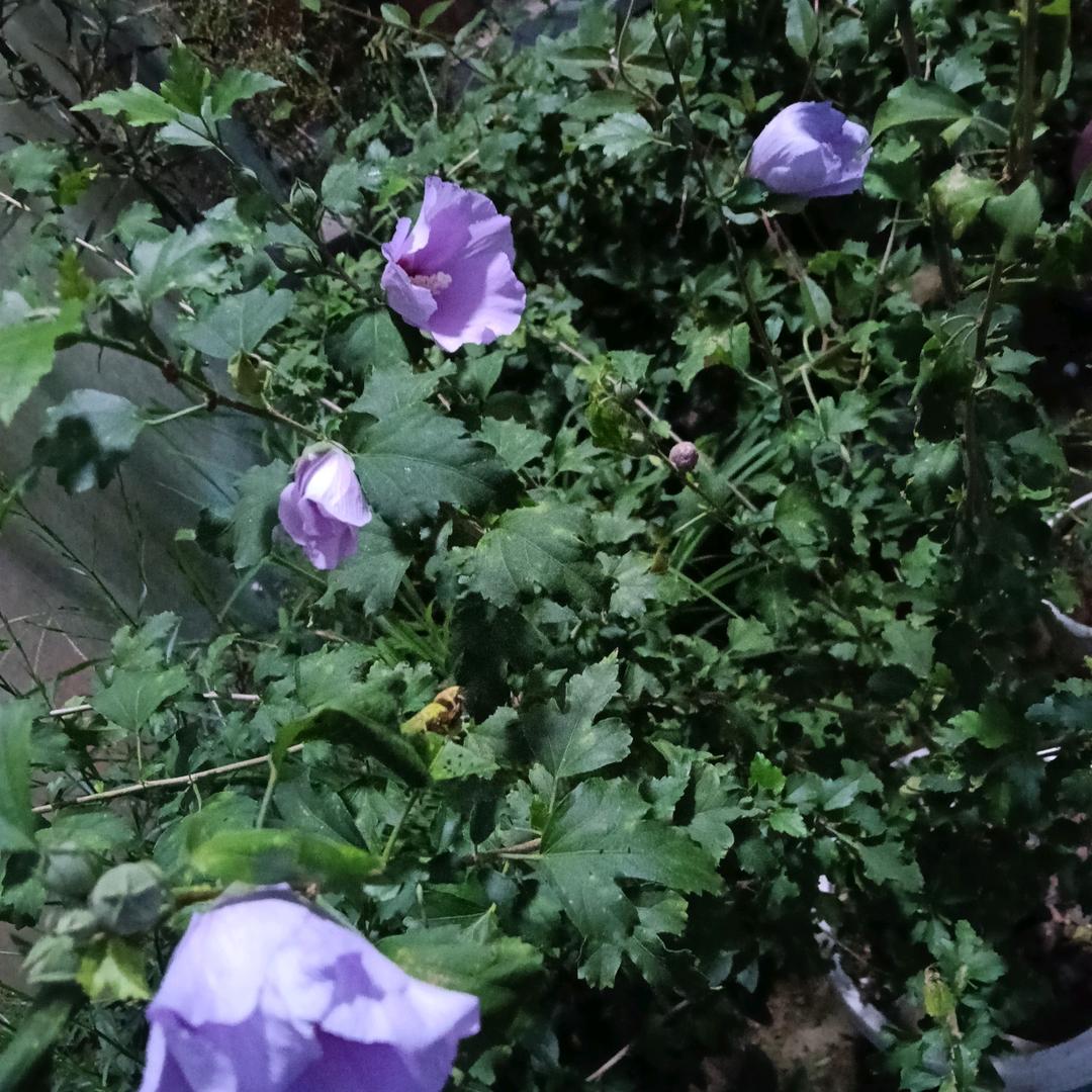 歌是传说