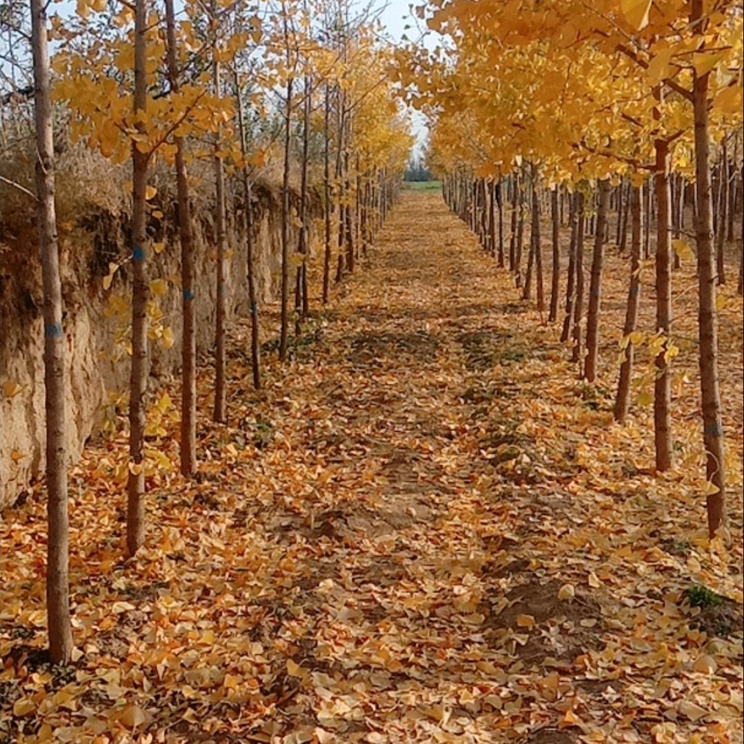 🦋ꦿꦼ҉满闫💞꯭是贺༊⁵²⁰