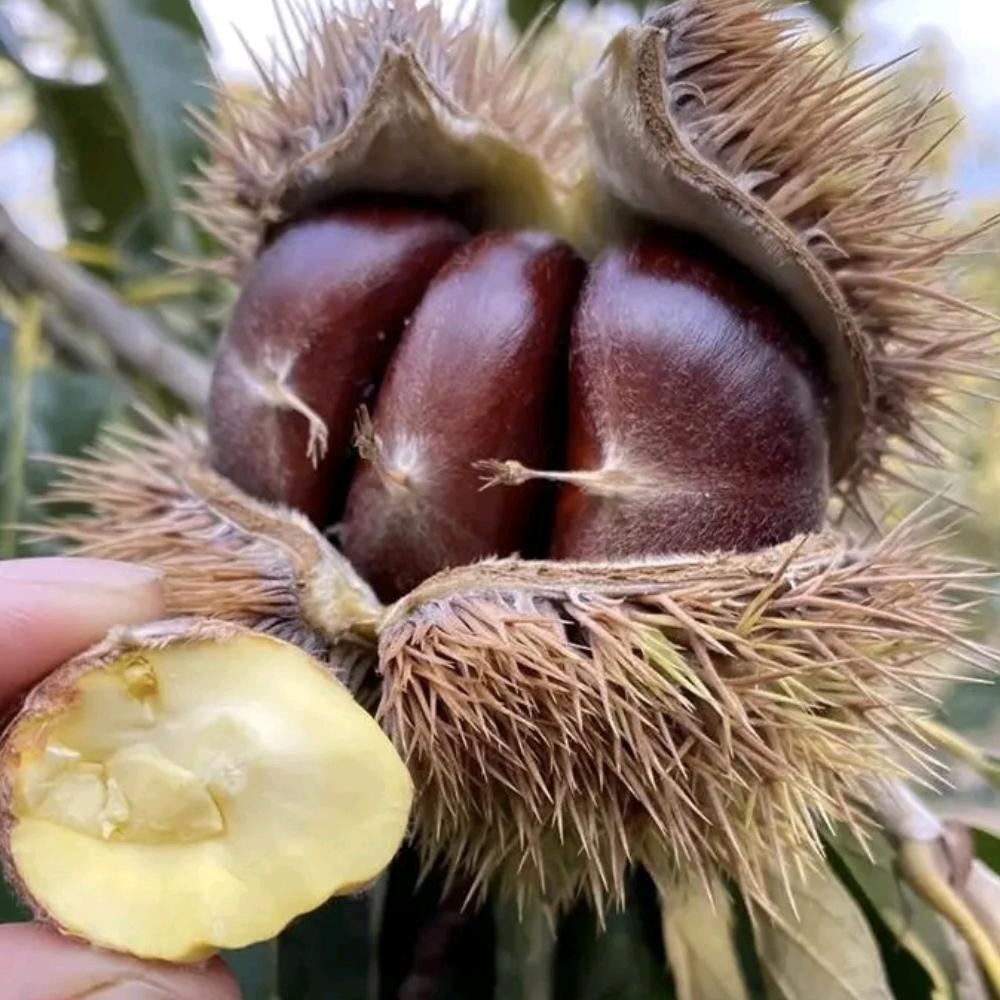运金果树苗种植基地