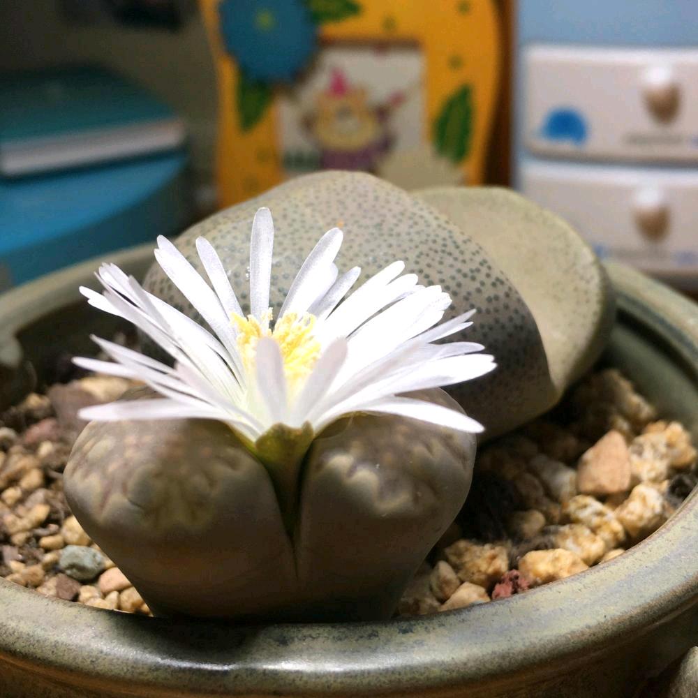 石头花