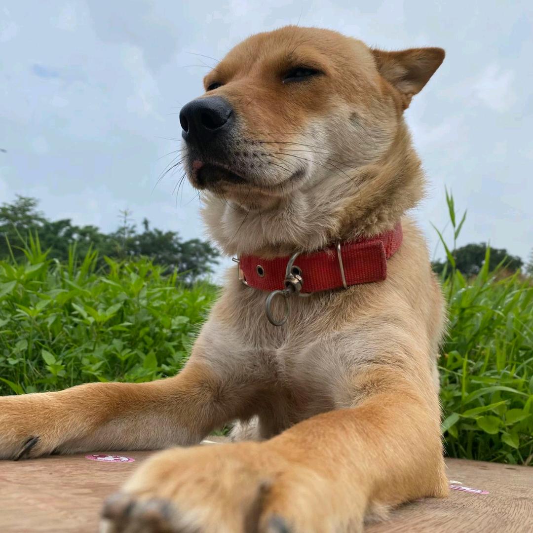 地狱黑丝雷莎