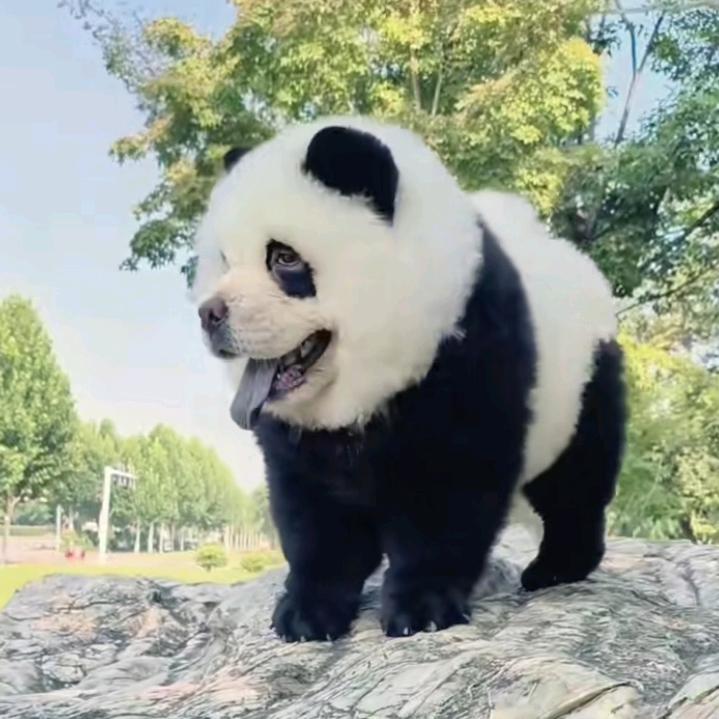 🕊ꦿ꧔ꦿ᭄💞Sheng hao꧔ꦿ᭄