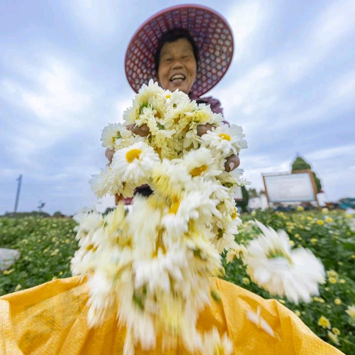 阿菊的乡村日记