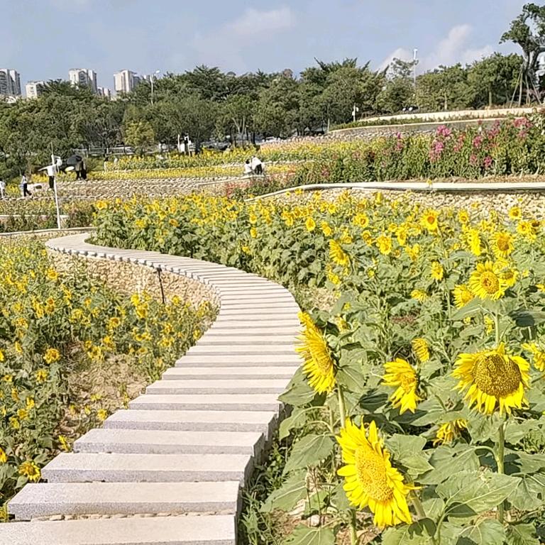 🇨🇳离奇     🐶