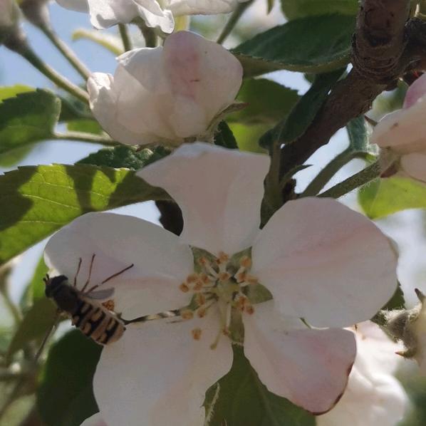 💞盼盼小面包ღ᭄