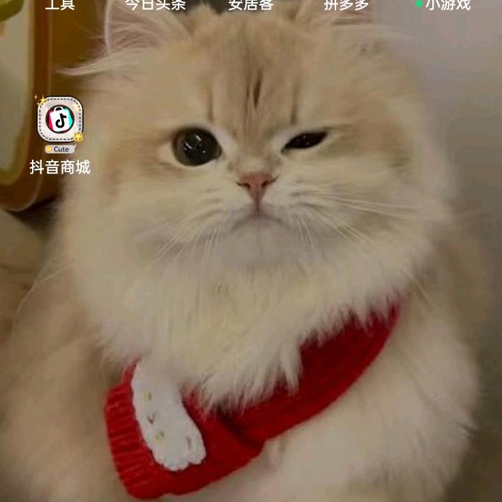 雪茹