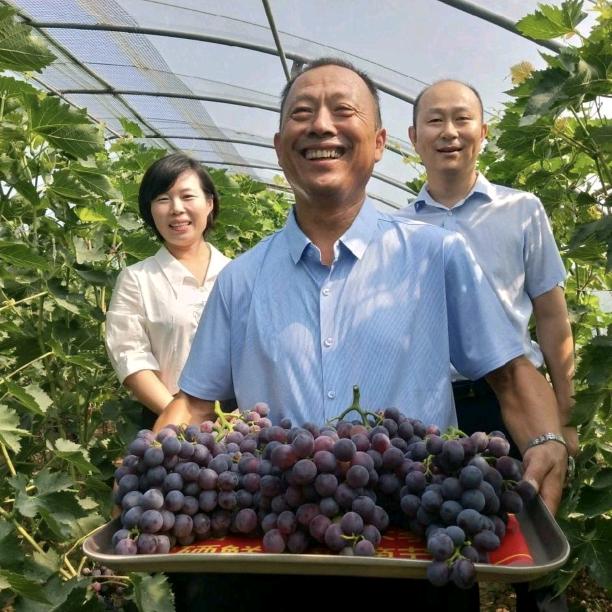 高青葡萄()助农