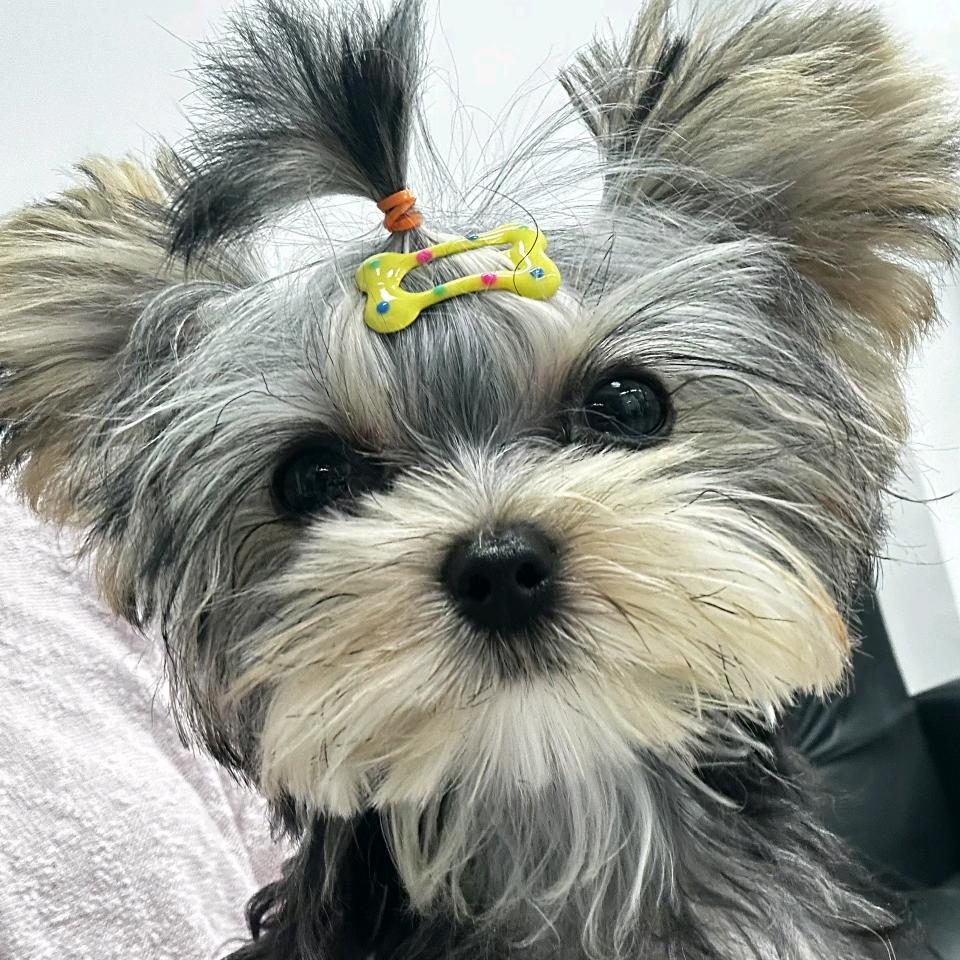 黄富贵  🐶