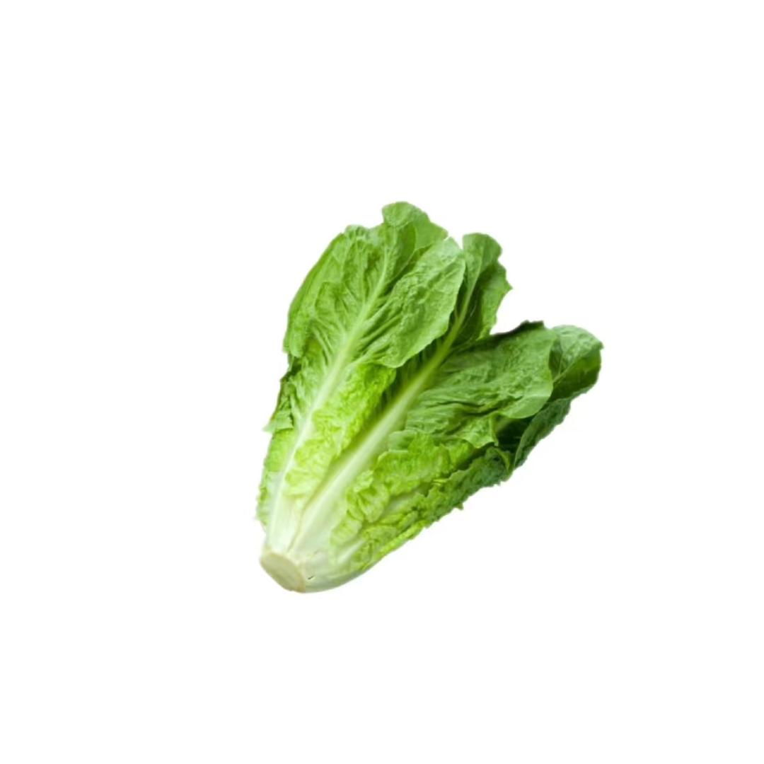 一颗油麦菜.