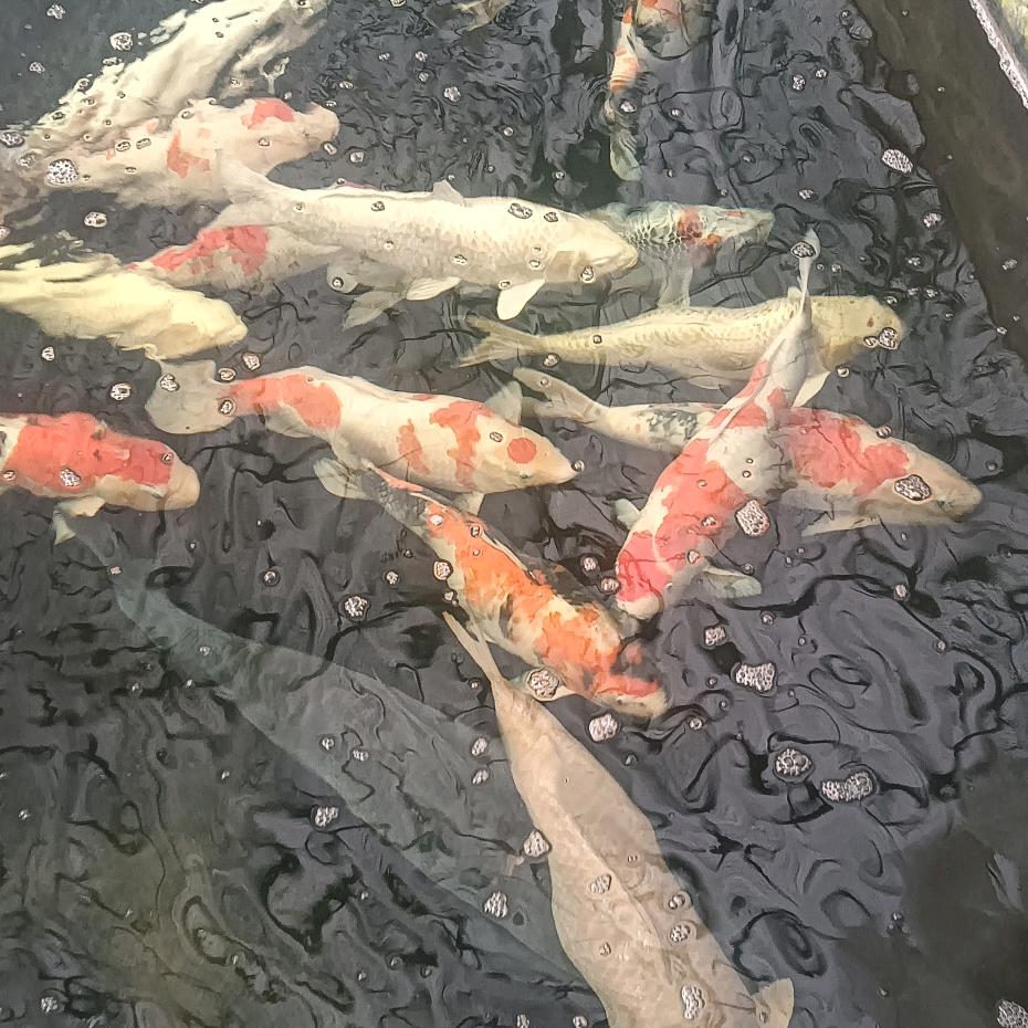 意思变吴宇