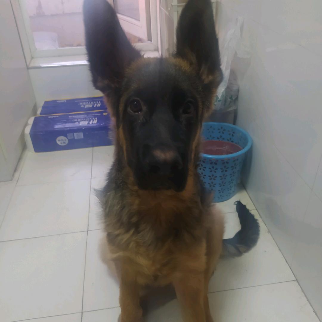 把我的唯一送给你，为黑虎找幸福