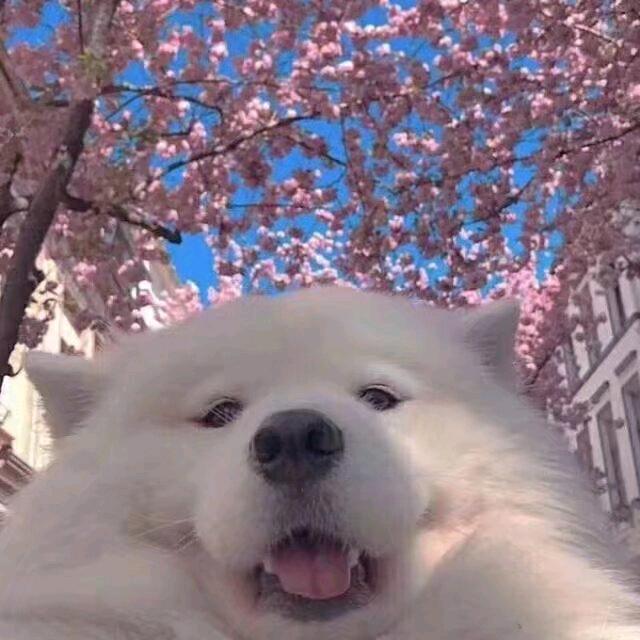 卖萌被追九条街