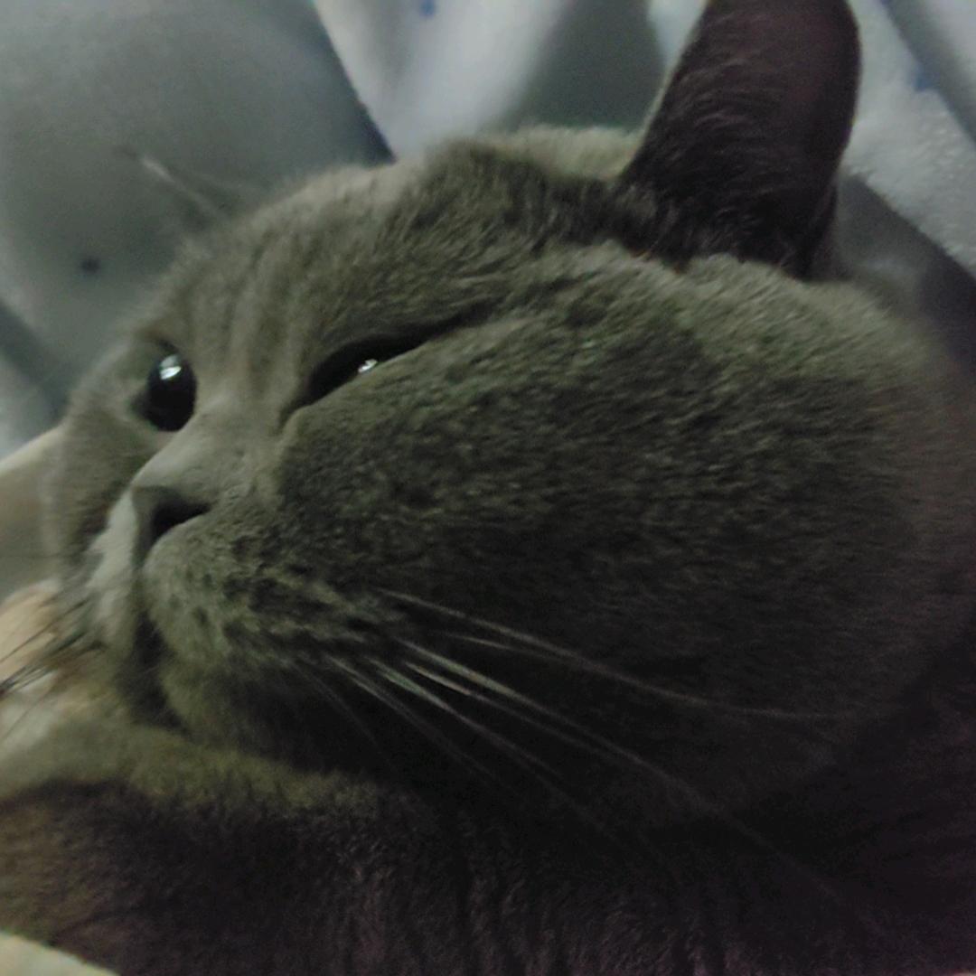 我有两只猫猫