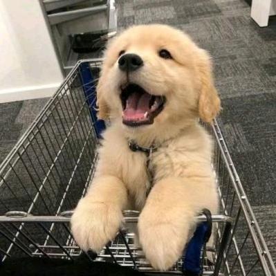 蹦蹦