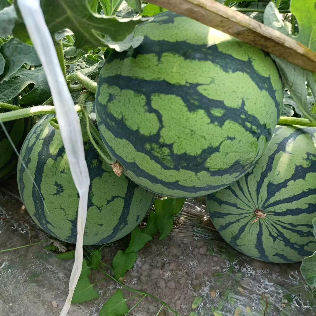 🍉🍉🍉🍉🍉🍉🍉🍉🍉🍉