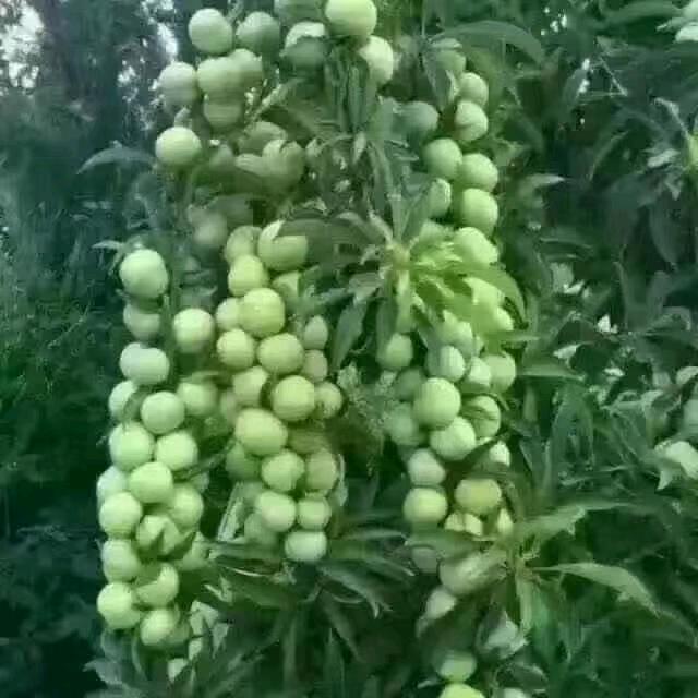 柠檬🍋🍋🍋🍋