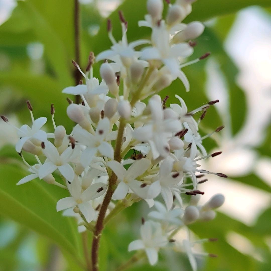 落花微雨🌸🌸🌸