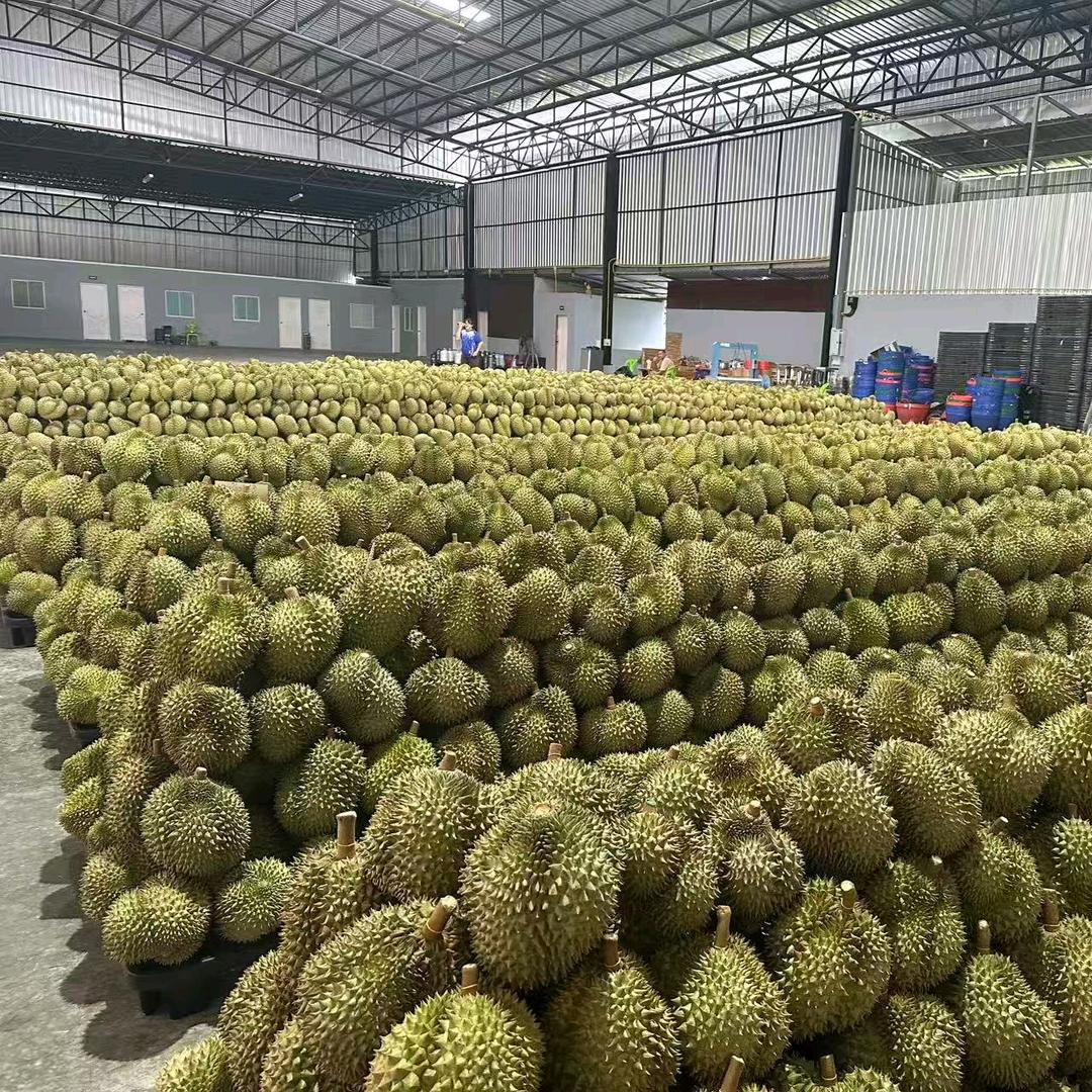 湖北机场生鲜优选榴莲基地直发