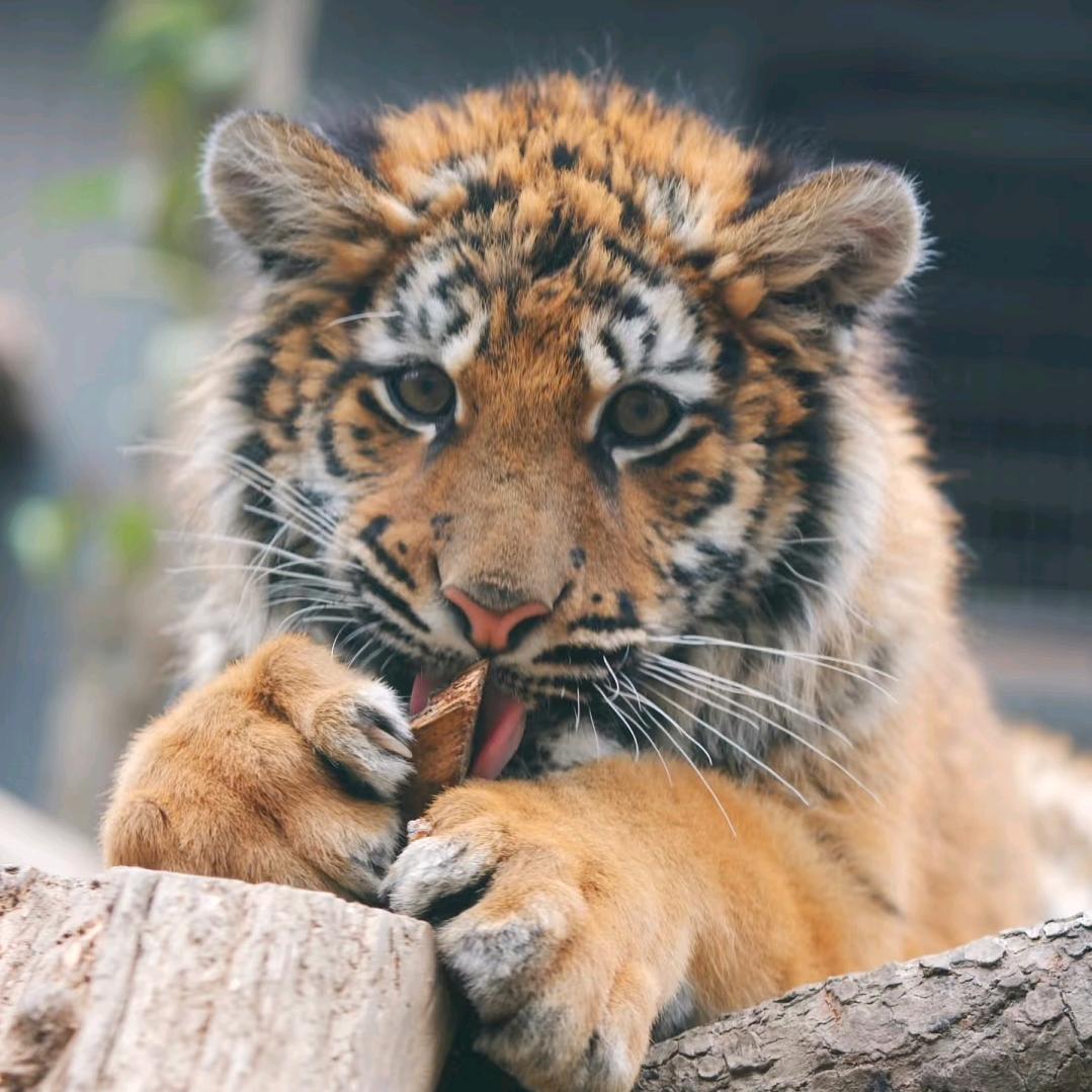 任嘉🐯汤圆