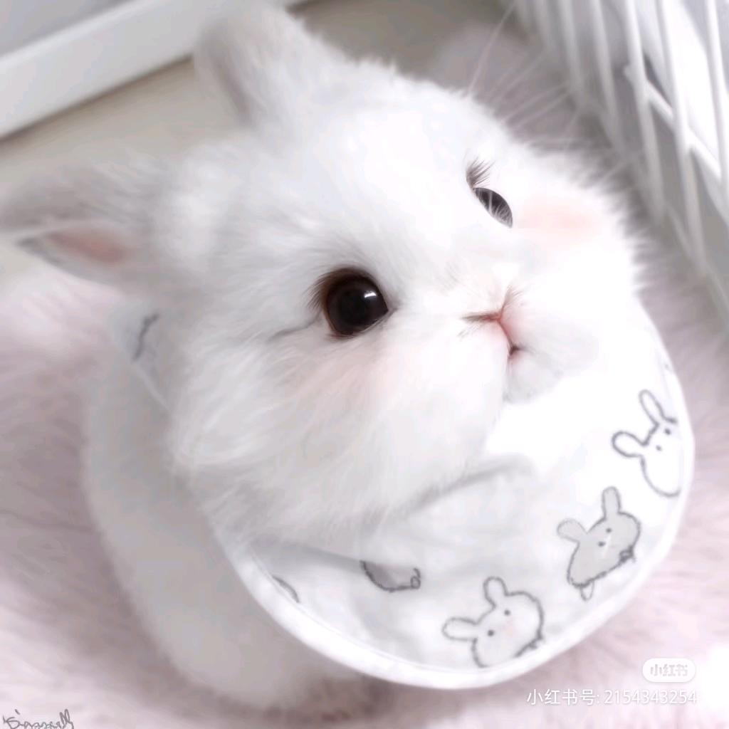 特务兔༗.̫̮ ༗