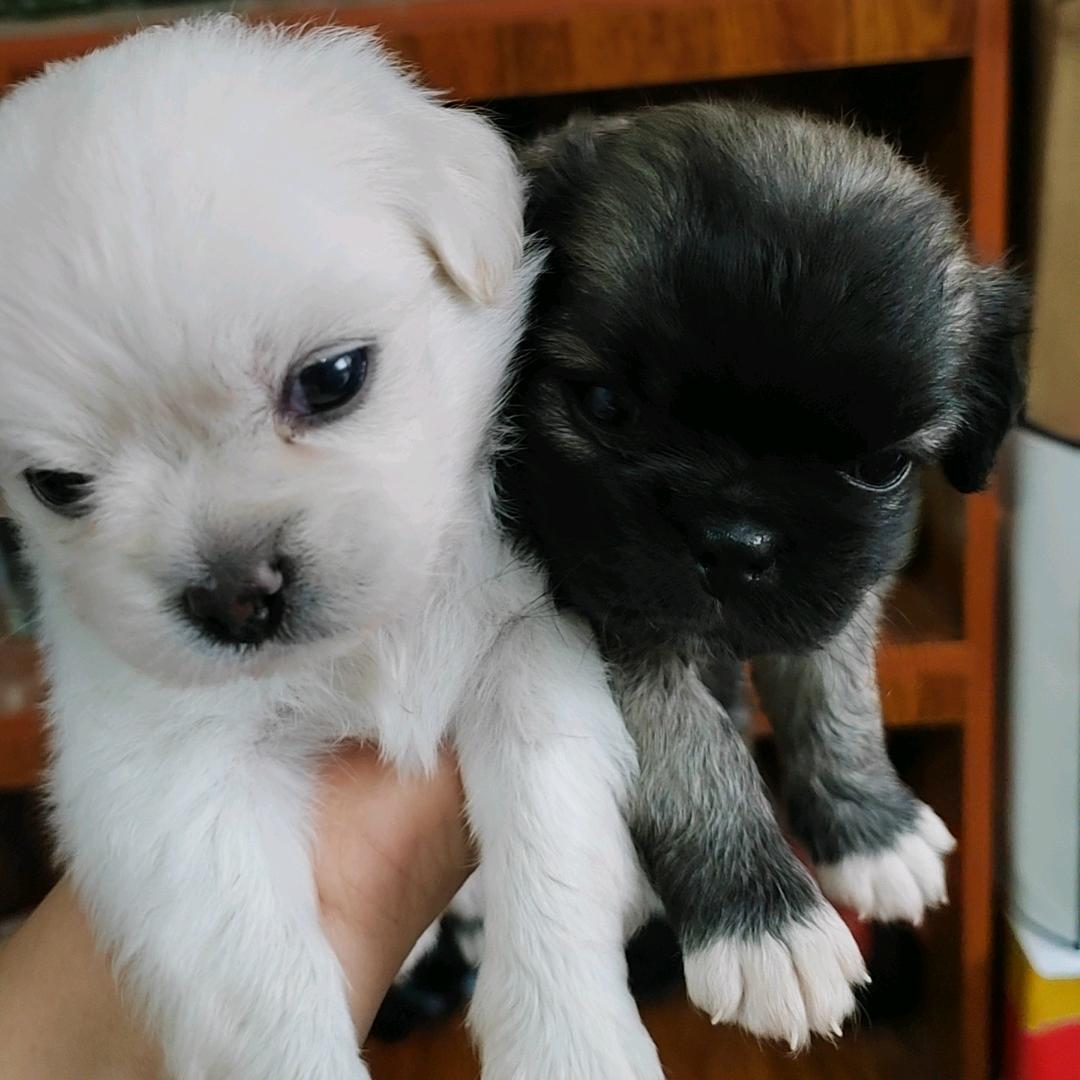 独一无二的小灰