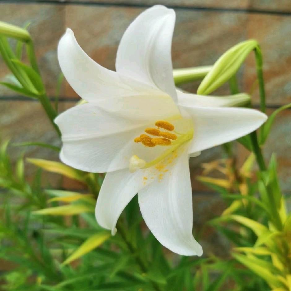 花好月圆