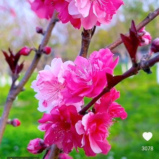 从头再来。🌷🌷🌷