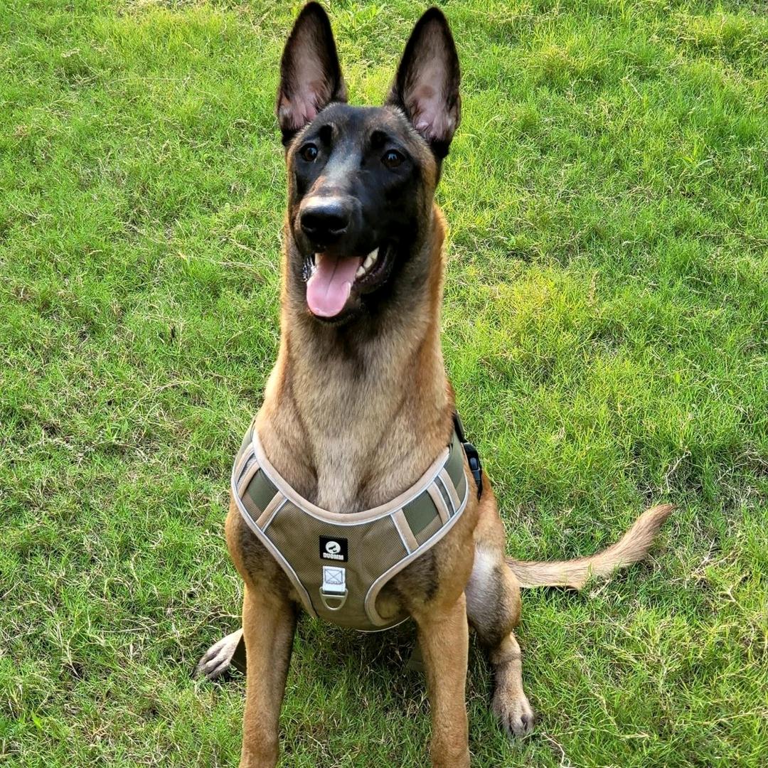 忠爱马犬