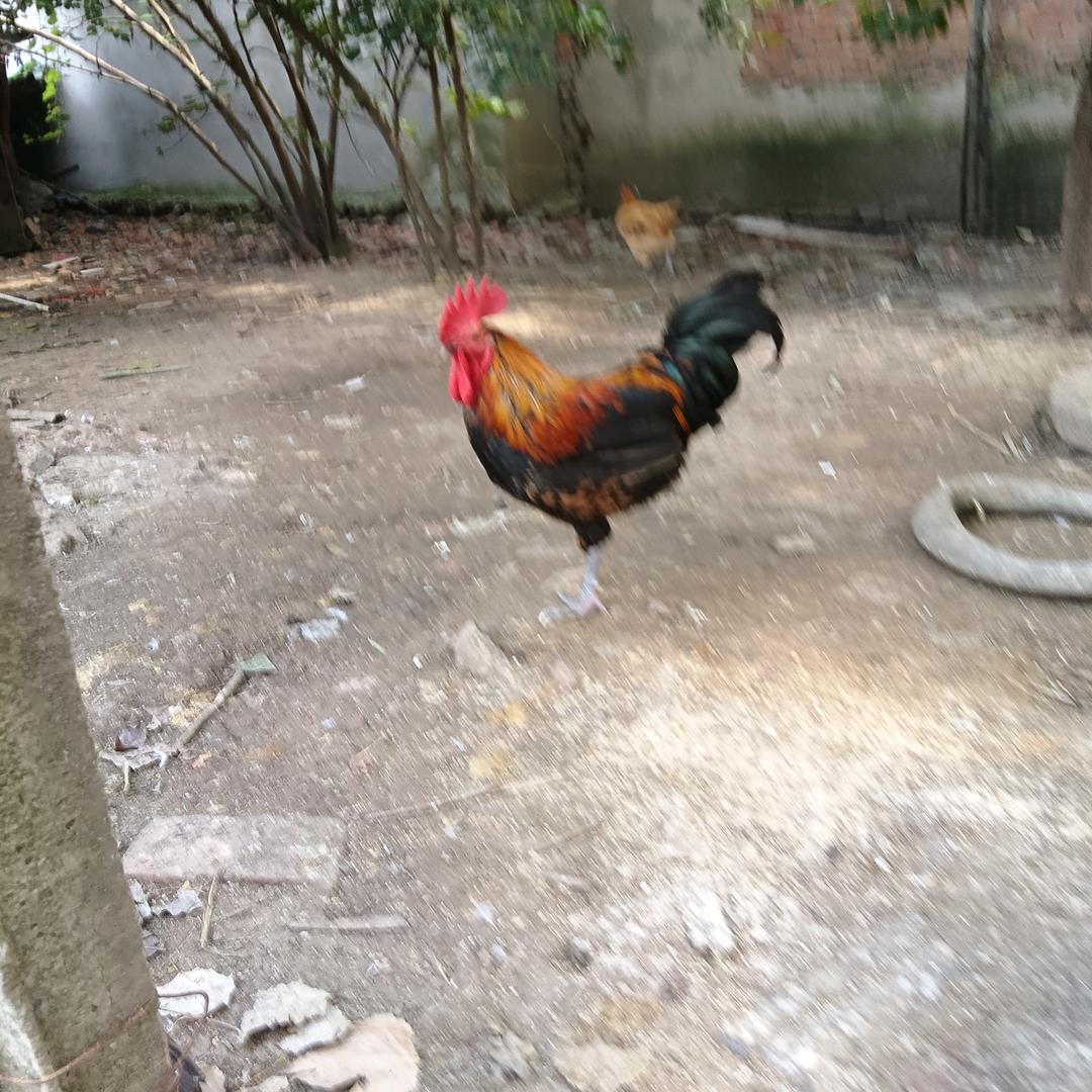情有独钟