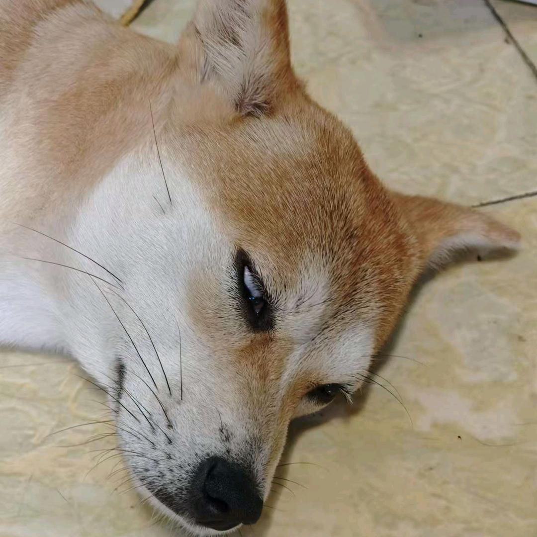 关耳