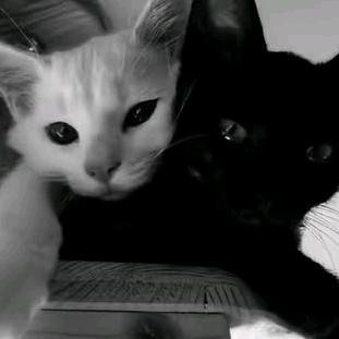 ^別提以前🐾