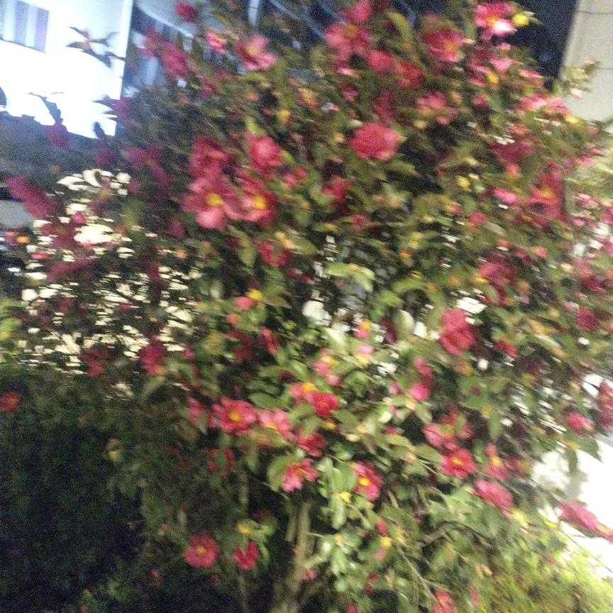 栀子花