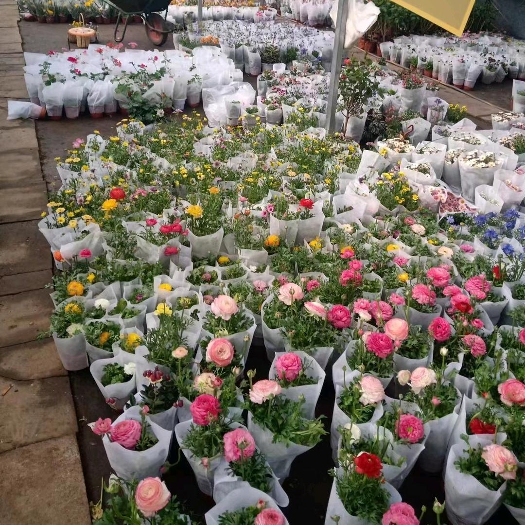 厦发花卉果树苗木个体店