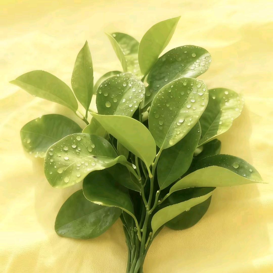 好运加满⁺¹⁰⁰