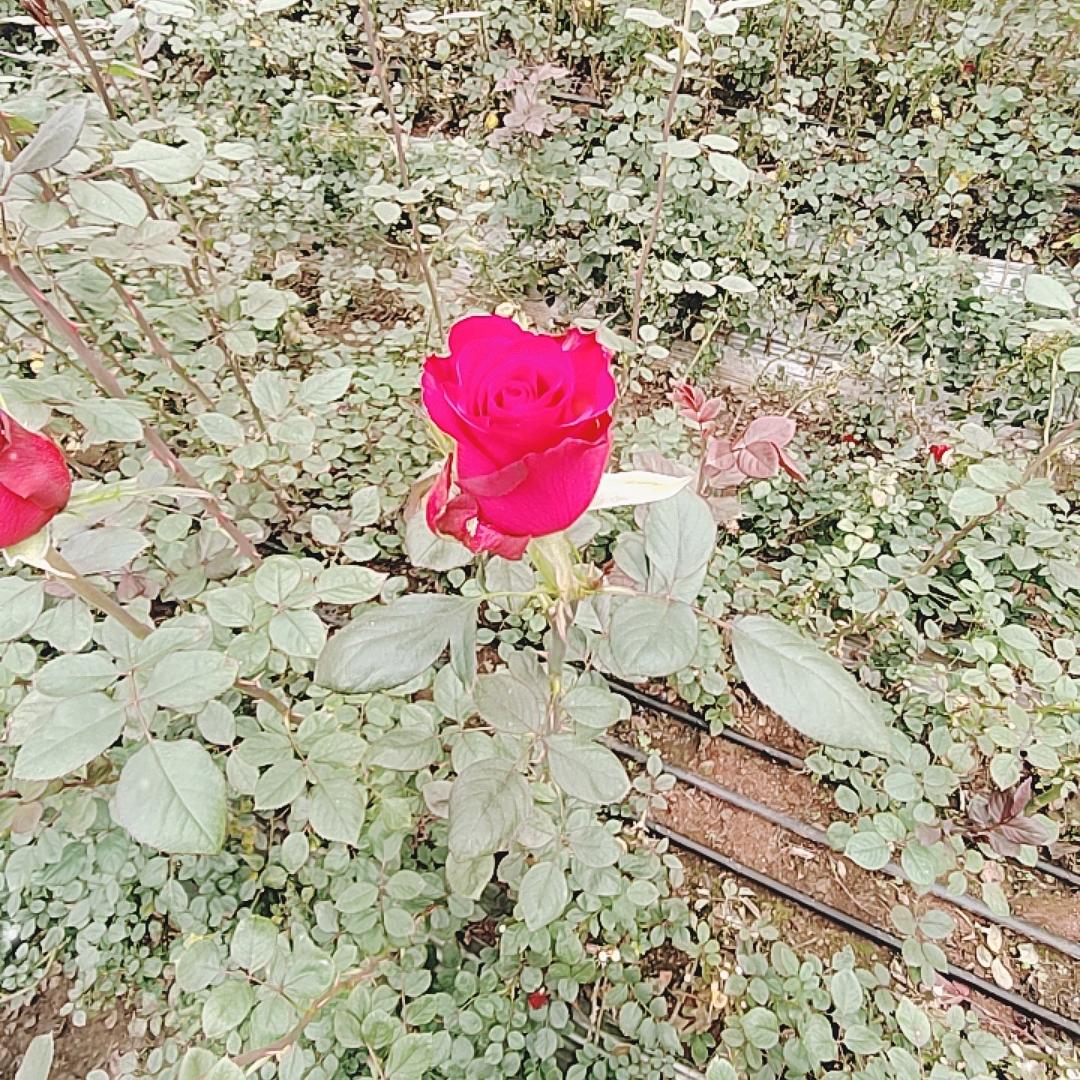 鲜花种植批发