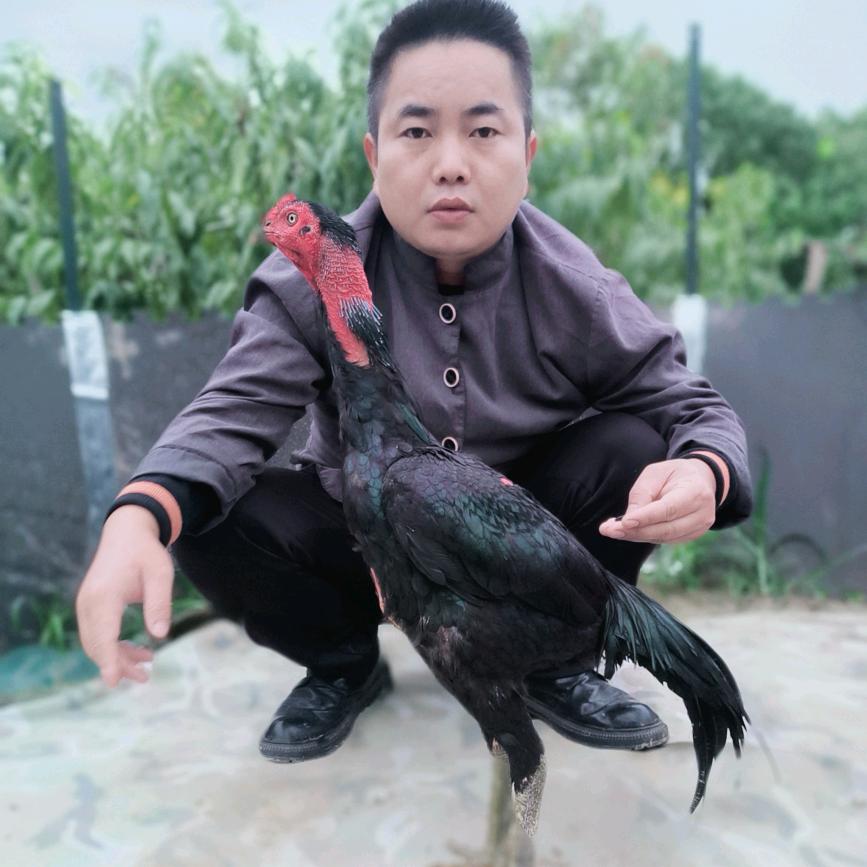 黑科技～鸡地～斗鸡