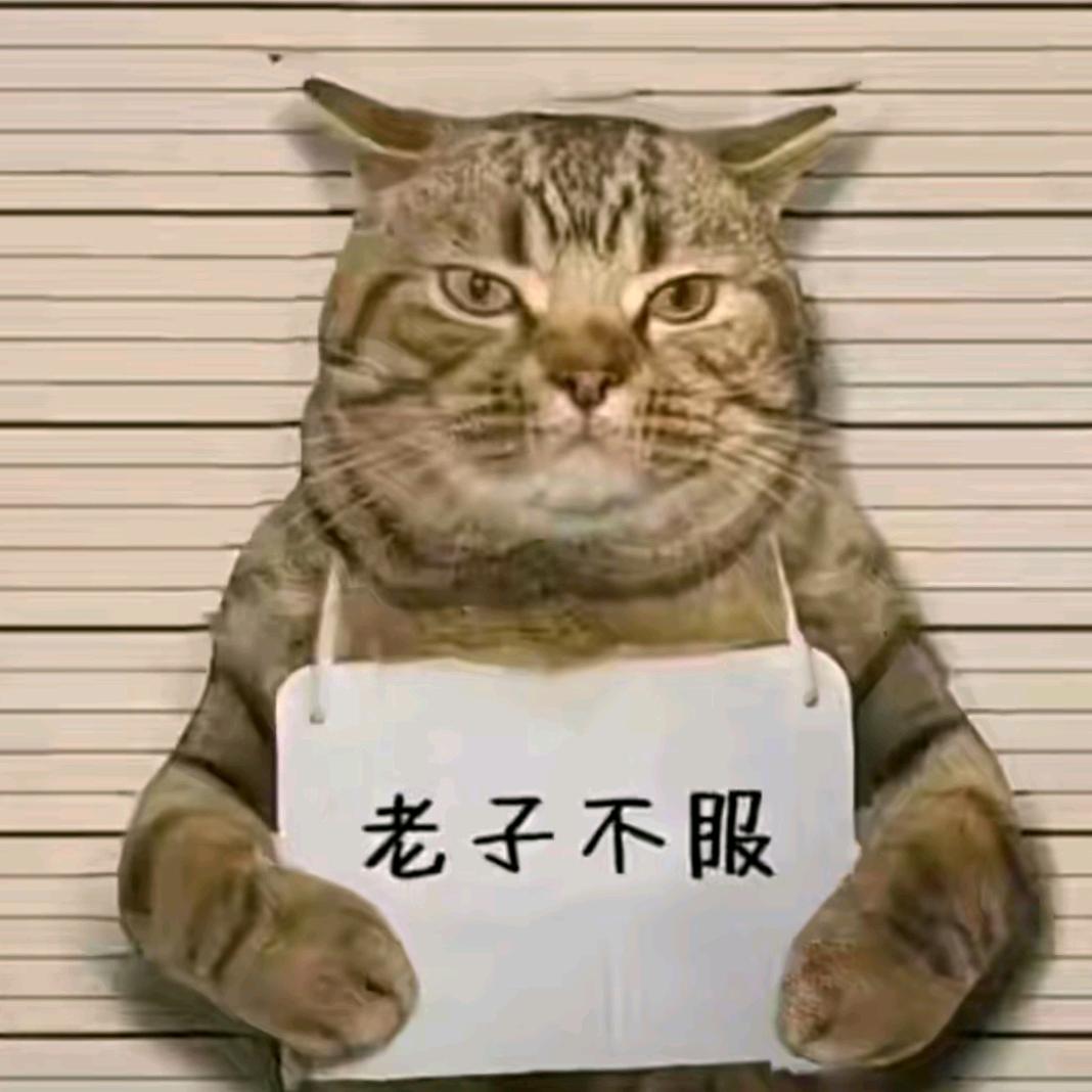 呆呆是只猫丫