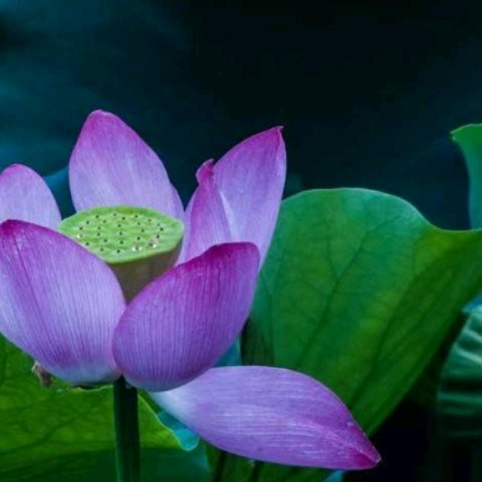 非常女王（一念）